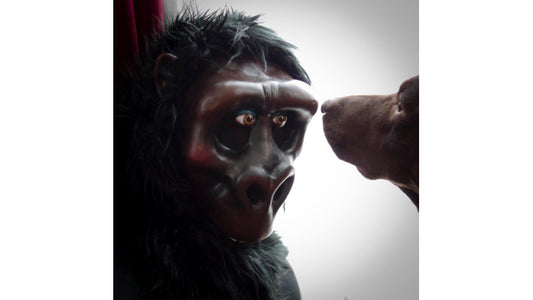 Gorilla mask made with a base of InstaMorph moldable plastic for cosplay costume.