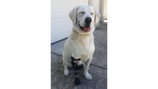 Prosthetic made for a dog leg out of InstaMorph moldable plastic.